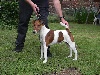  - Chiots fox terriers poil lisse