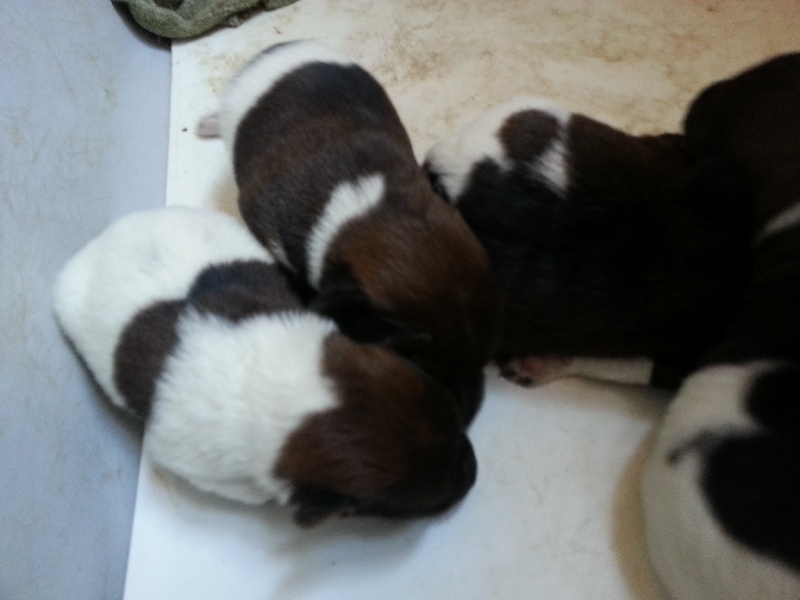 De l'Epine Hubert - Fox Terrier Poil lisse - Portée née le 16/04/2013